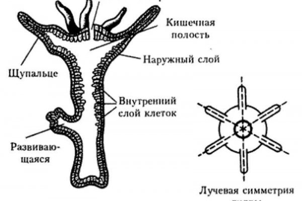 Kraken 13 at ссылка